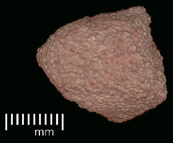 Image of Mineral Sample #13